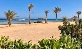 Palm-shaded beach by the Red Sea
