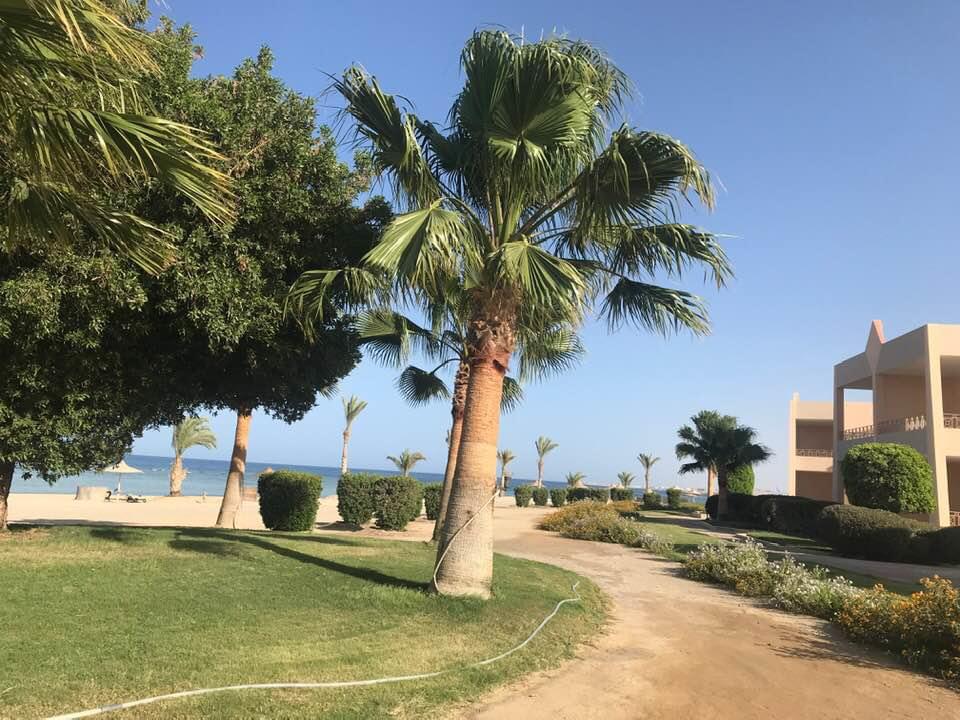 Garden path lined with palms leading to the beach